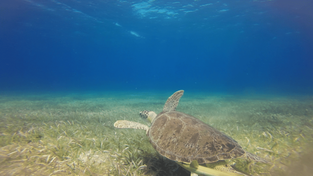 Belize-Schildkröte