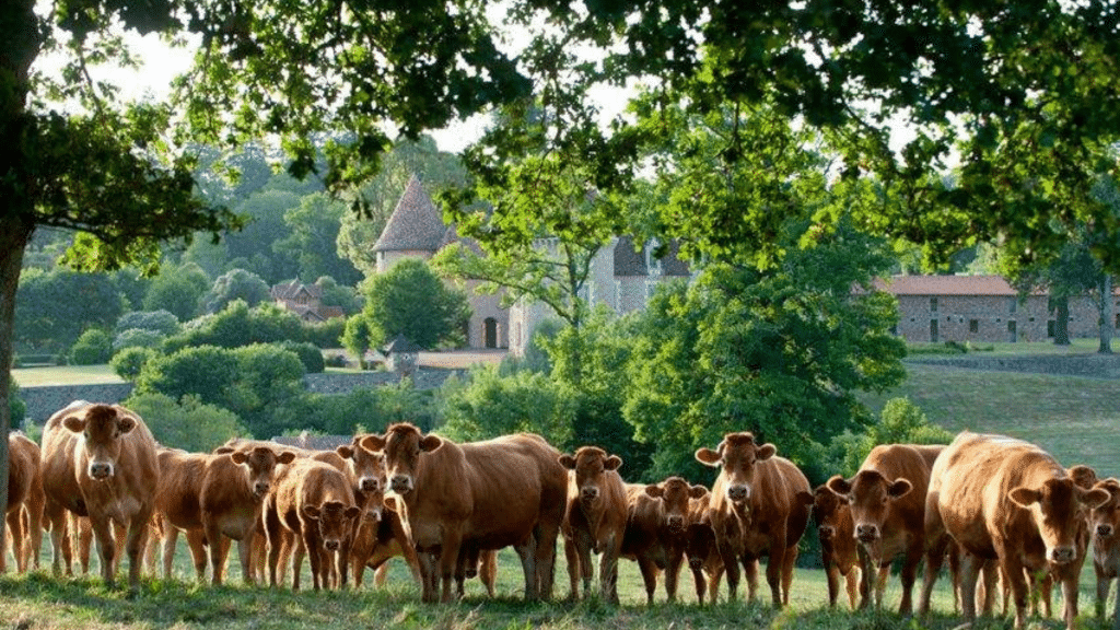 Élevage de vache en Charente