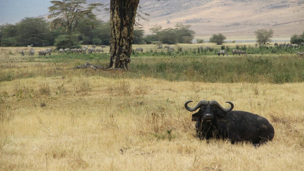 Kempinski en Tanzanie