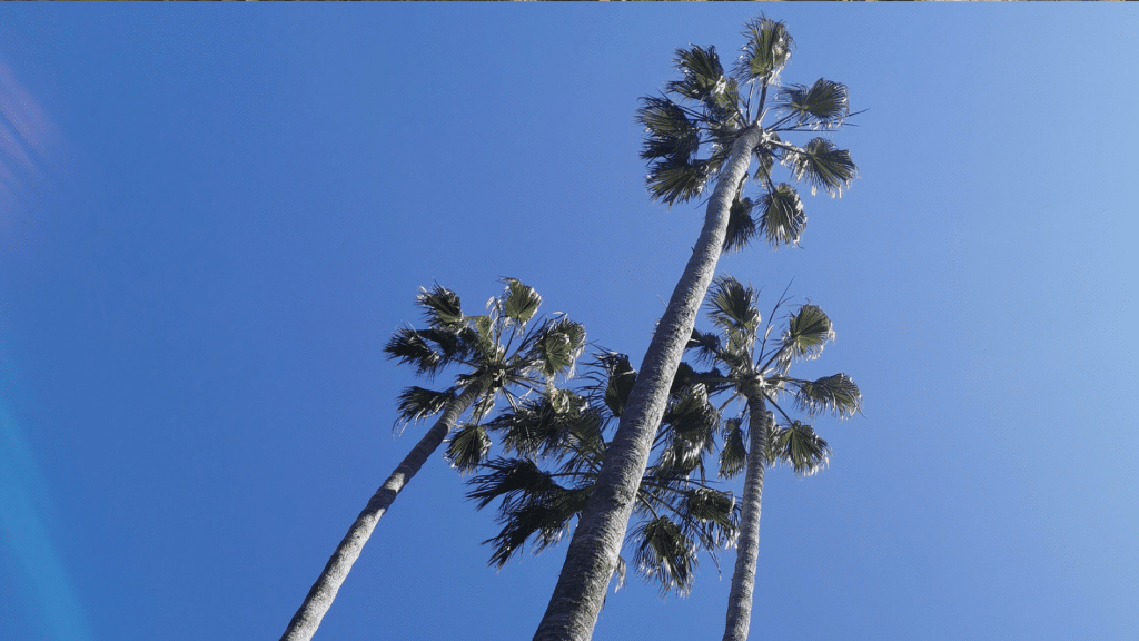 Photo Manon San Diego Californie - Palmiers