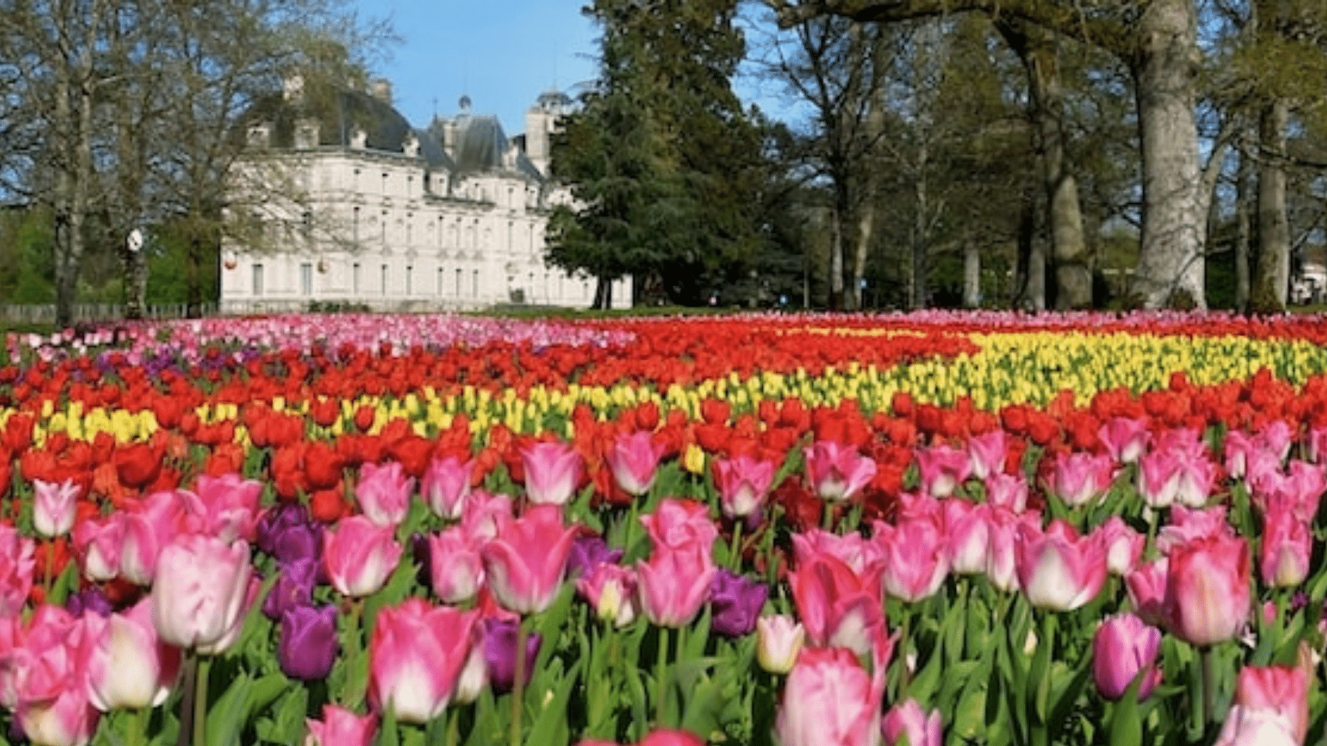 Parterre de tulipes devant le château