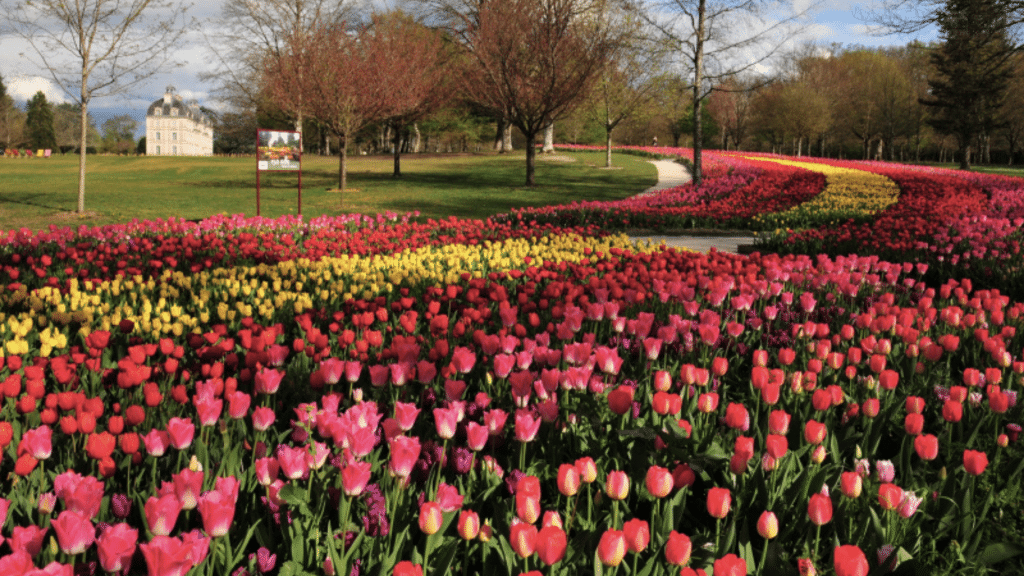 Parterre de tulipes devant le château